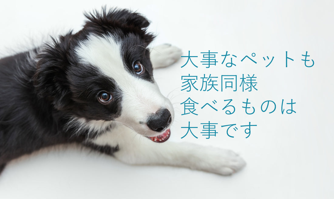 可愛いわんこにも