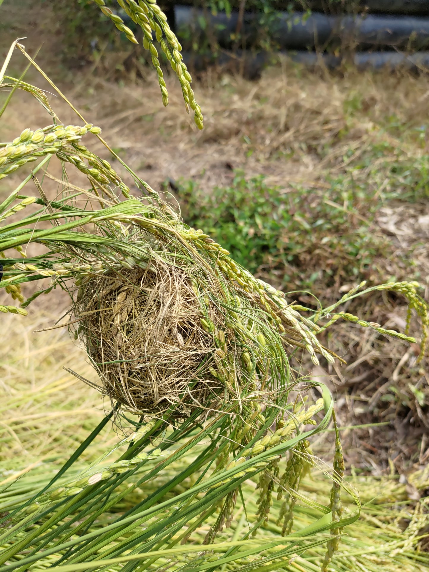 【お米(玄米)】広島県産こしひかり玄米5kg ※送料:10kgごとに1個口あたり1100円(北海道+300円・沖縄離島+500円)