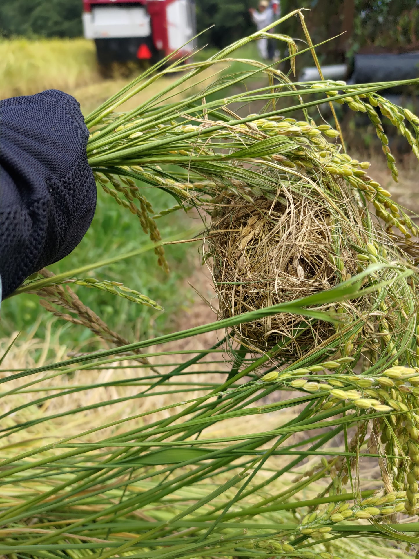 【お米(玄米)】広島県産こしひかり玄米10kg(5kgx2袋) ※送料:10kgごとに1個口あたり1100円(北海道+300円・沖縄離島+500円)