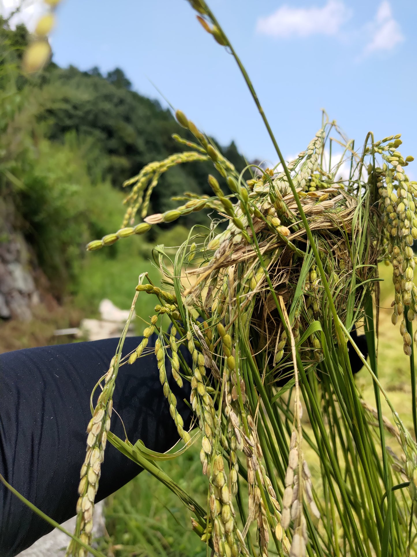 【お米(玄米)】広島県産こしひかり玄米5kg ※送料：10kgごとに1個口あたり1100円(北海道+300円・沖縄離島+500円)
