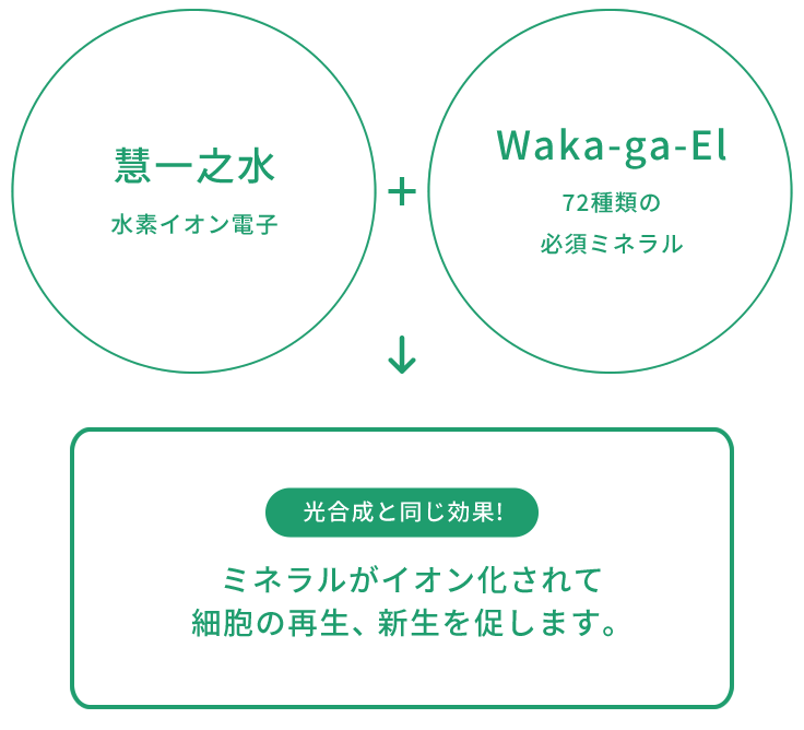 【慧一之水：水素イオン電子】+【Waka-ga-El：72種類の必須ミネラル】→光合成と同じ効果！ミネラルがイオン化されて細胞の再生、新生を促します。